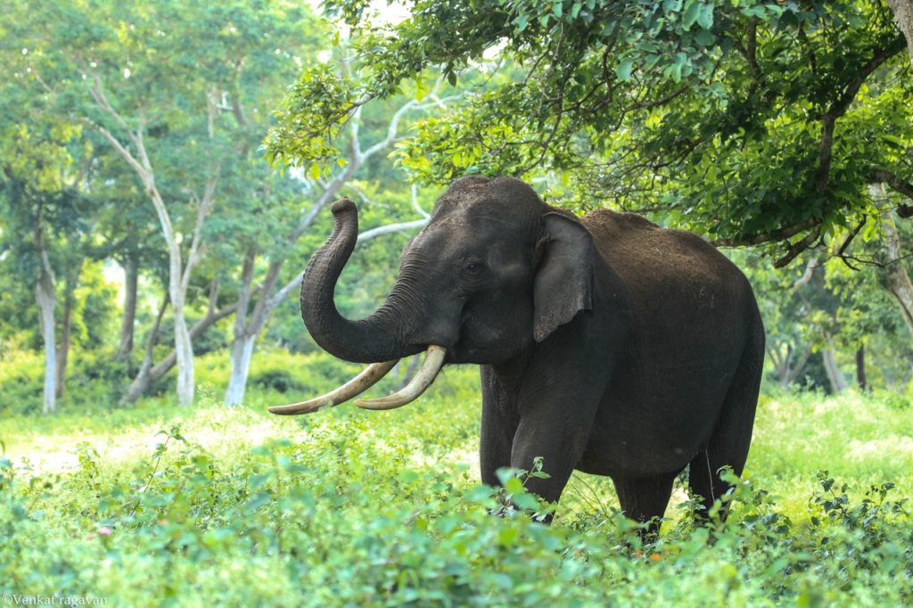 Die Geschichte über einen Elefanten, einen Reiter und einen Weg – und über die Bereitschaft zur Veränderung